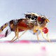 The Mediterranean fruit fly. IMAGE: Wikimedia Commons